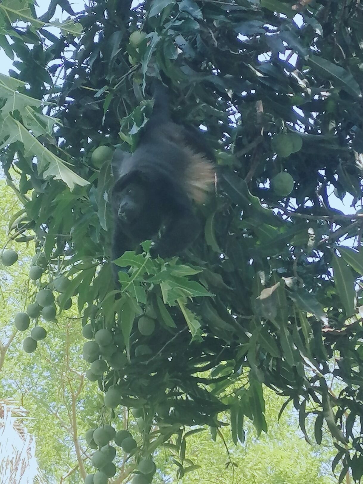 wildlife eco lodge - volunteering